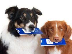 Закон о регистрации домашних животных: что нужно знать
