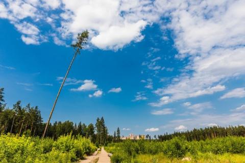 Госдума отклонила поправки, запрещающие застройку «Лосиного острова»