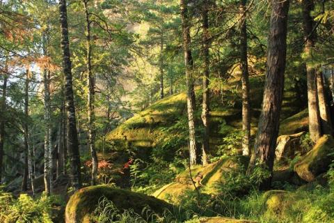 Госдума одобрила законопроект о застройке природоохранных зон