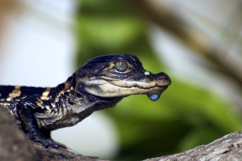 В квартирах запретили держать крокодилов, тигров, акул и фламинго